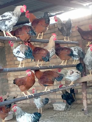 خروس های چاق ودرشت ارگانیک جوان