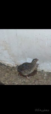 جوجه بلدرچین