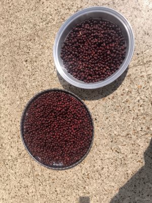 عناب خشک امسال